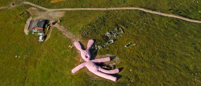 Coniglio Gigante - Pink Rabbit - Colletto Fava