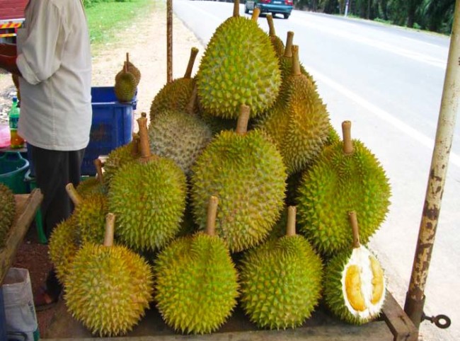 Frutto Esotico - Durian - Grandezza